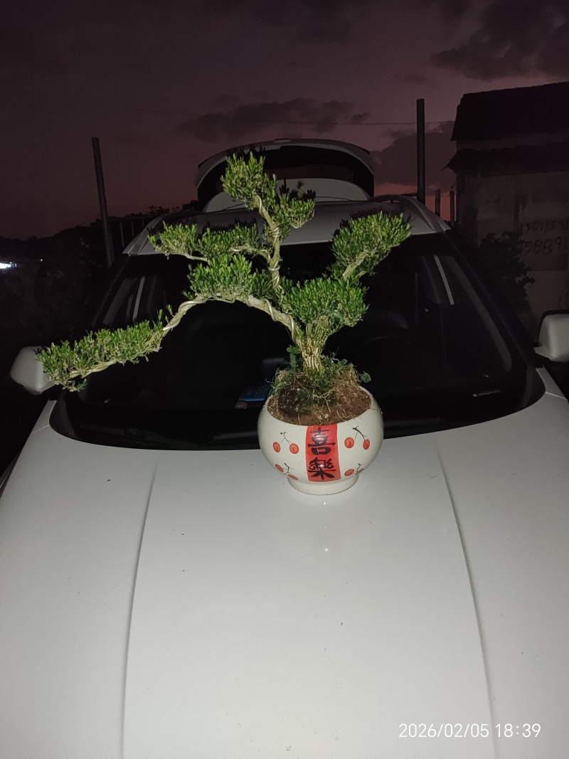 造型黄杨