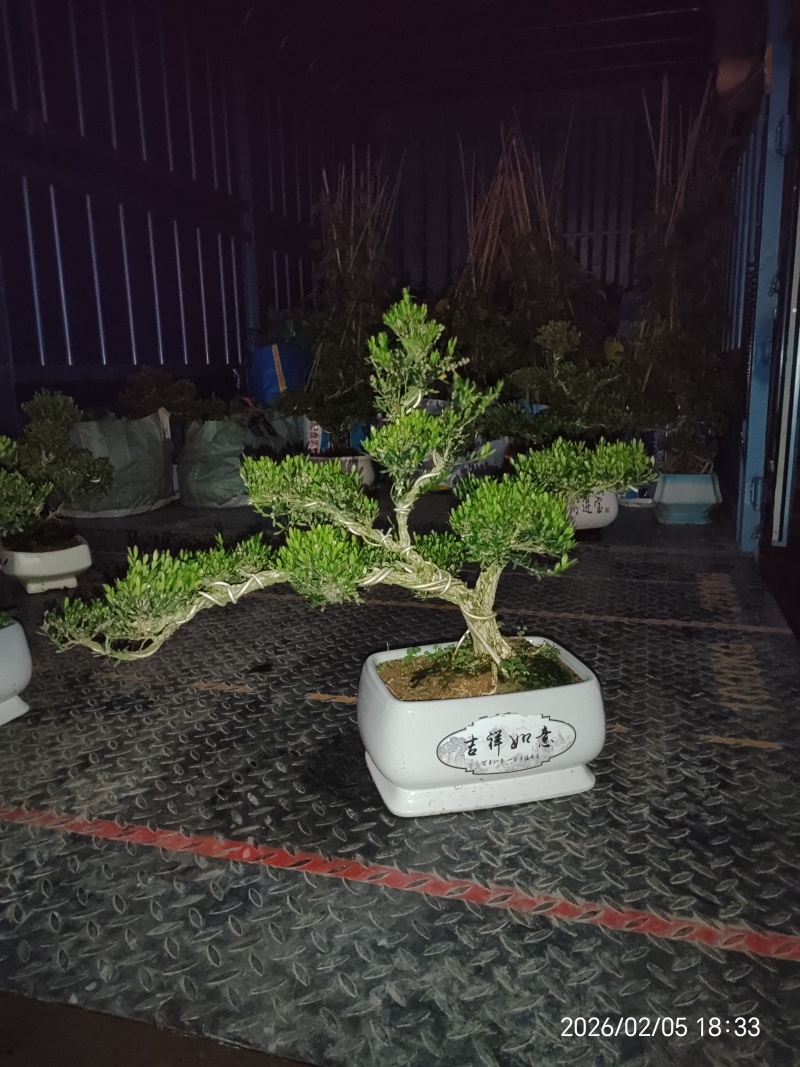 造型黄杨