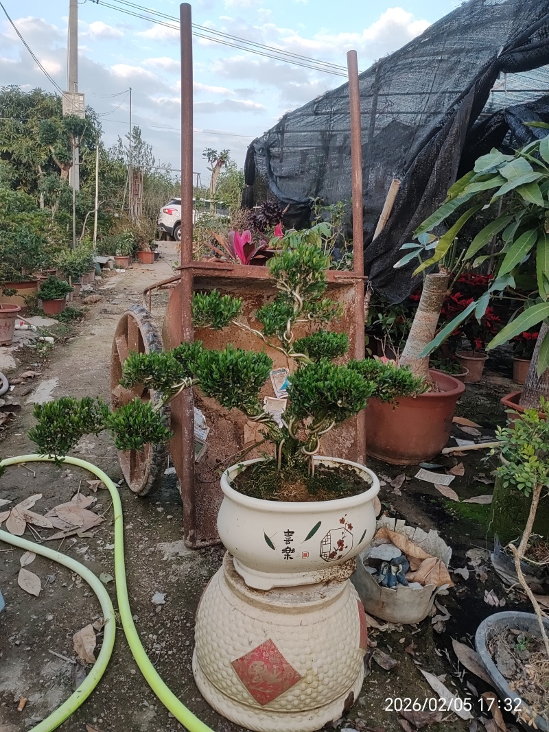 造型黄杨