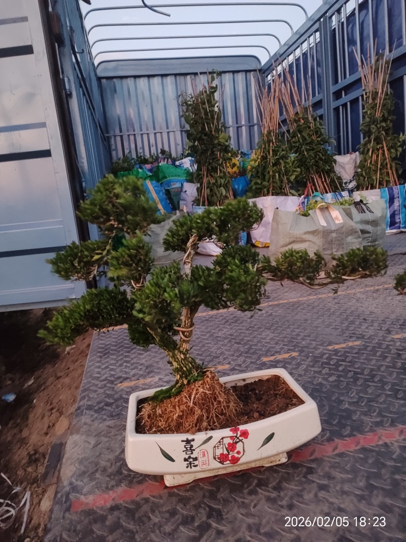 造型黄杨