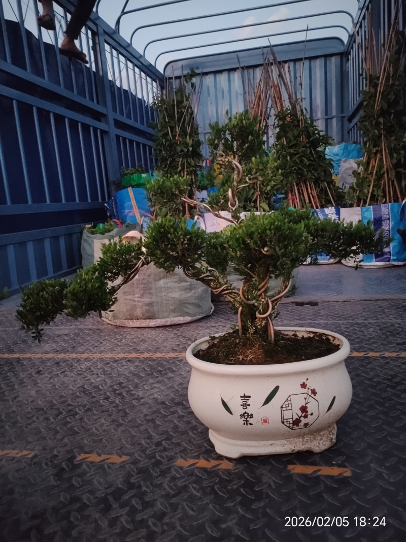 造型黄杨