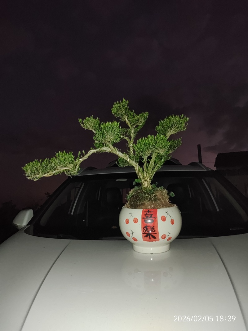 造型黄杨