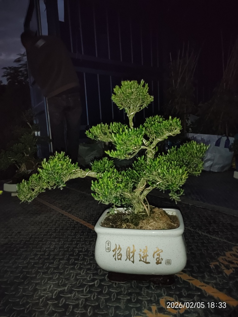 造型黄杨