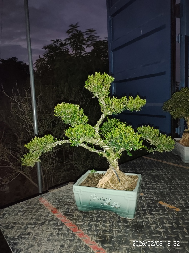 造型黄杨