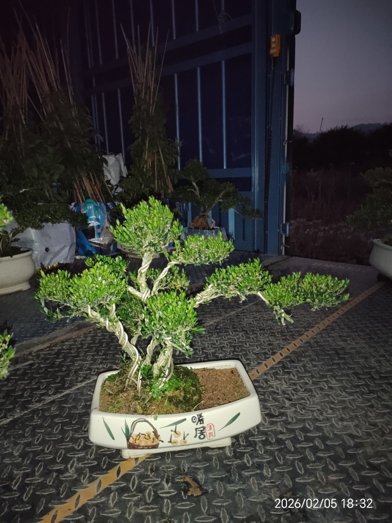 造型黄杨