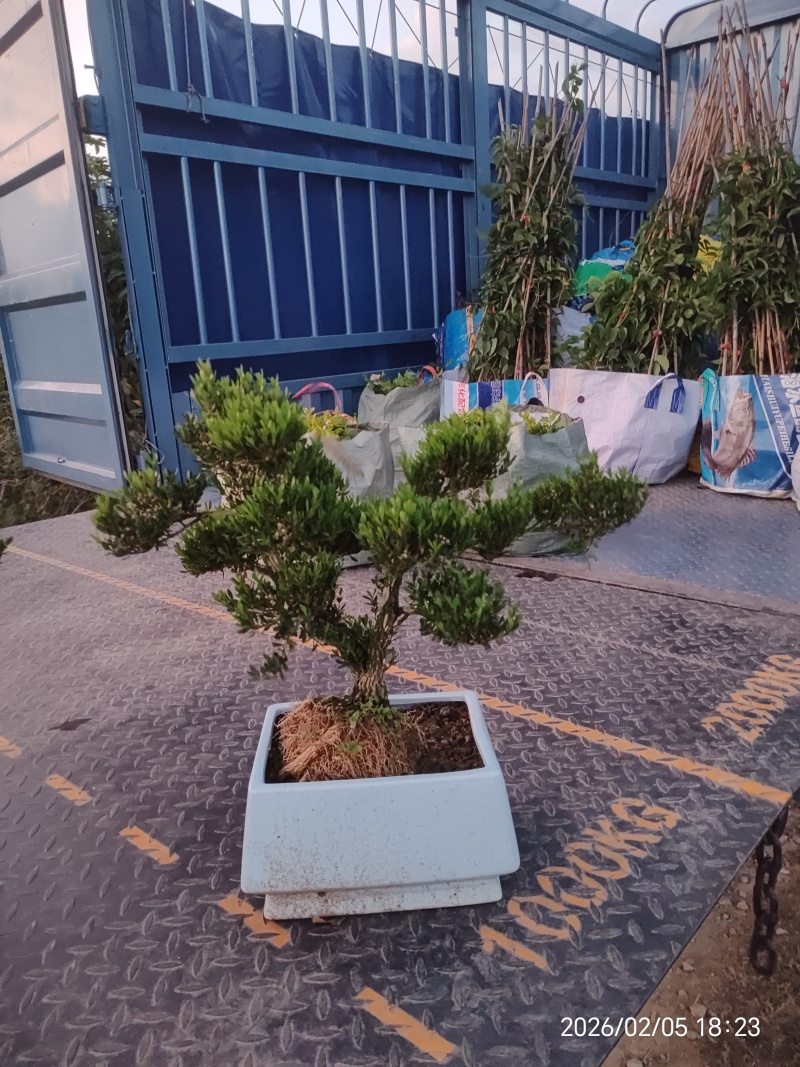 造型黄杨