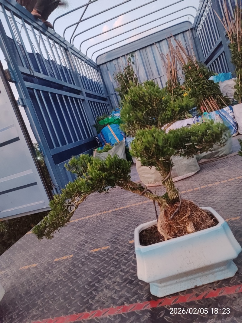造型黄杨