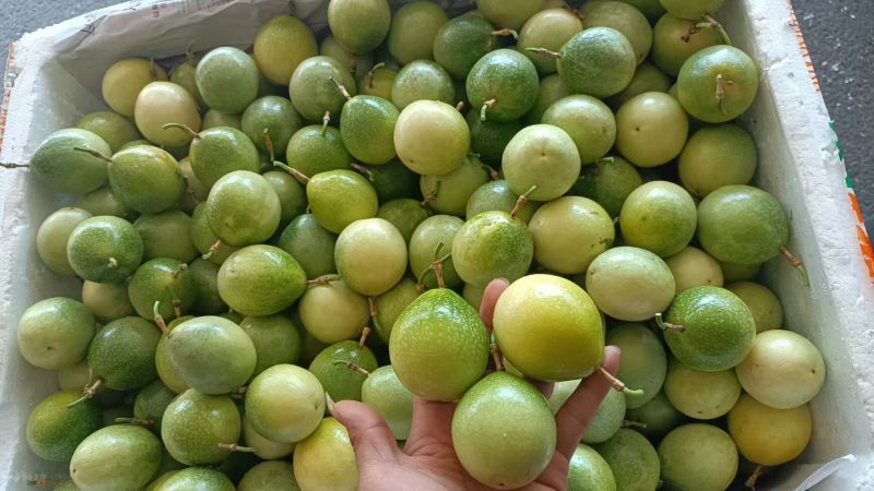 黄金百香果钦蜜9号海南广西黄金百香果电商一件代发