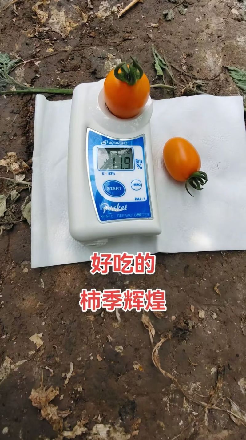 红黄花生紫花生圣女果花生形状小番茄苗糖度高口感好产量高