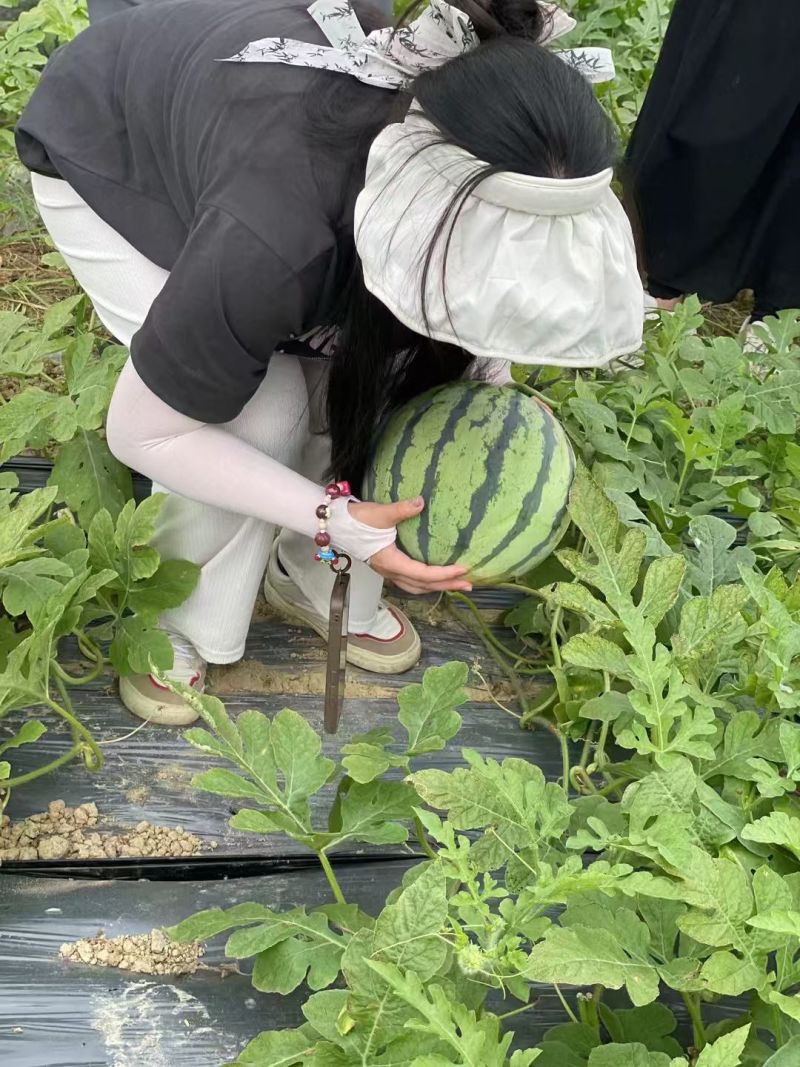 广东湛江美都西瓜产地发货包熟包甜8斤打底全国发货