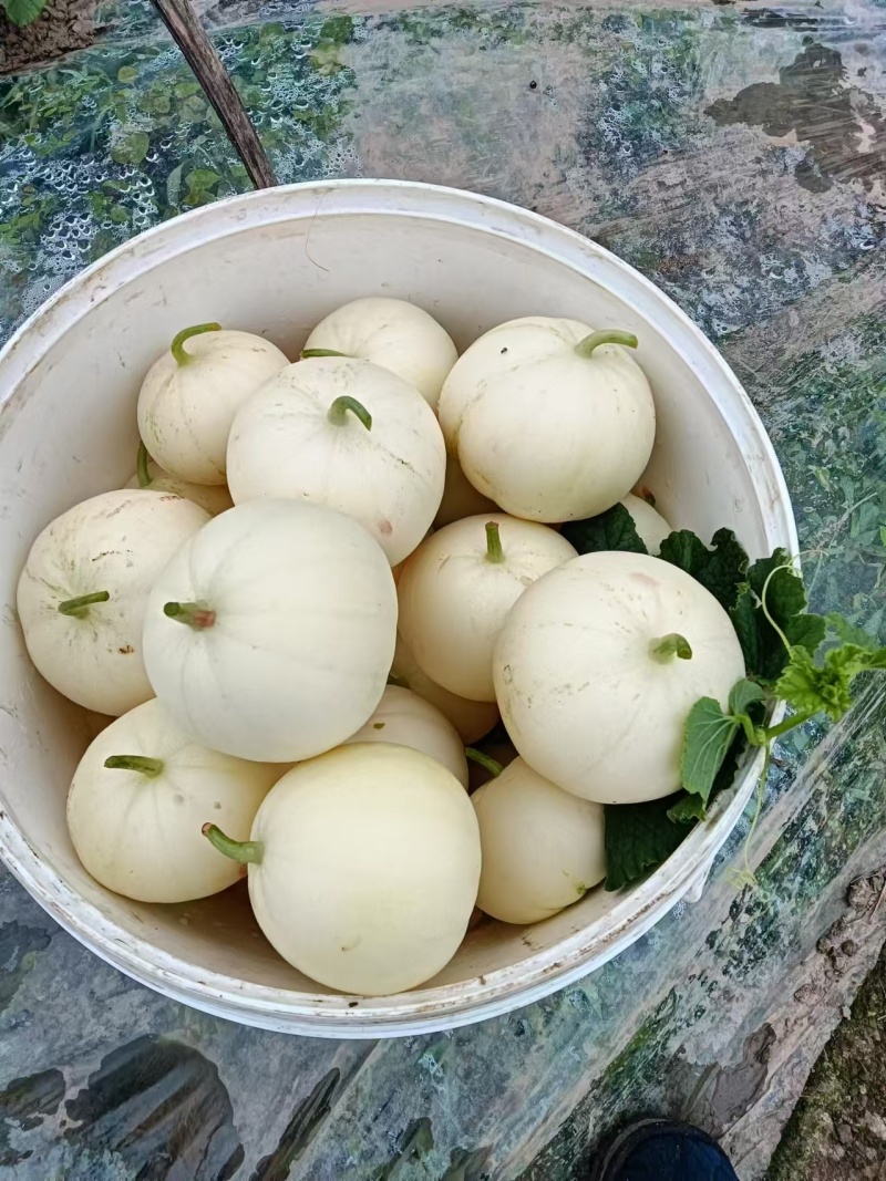黄皮甜瓜刚甜520嫁接苗冰糖王星甜金冠糖度高耐裂