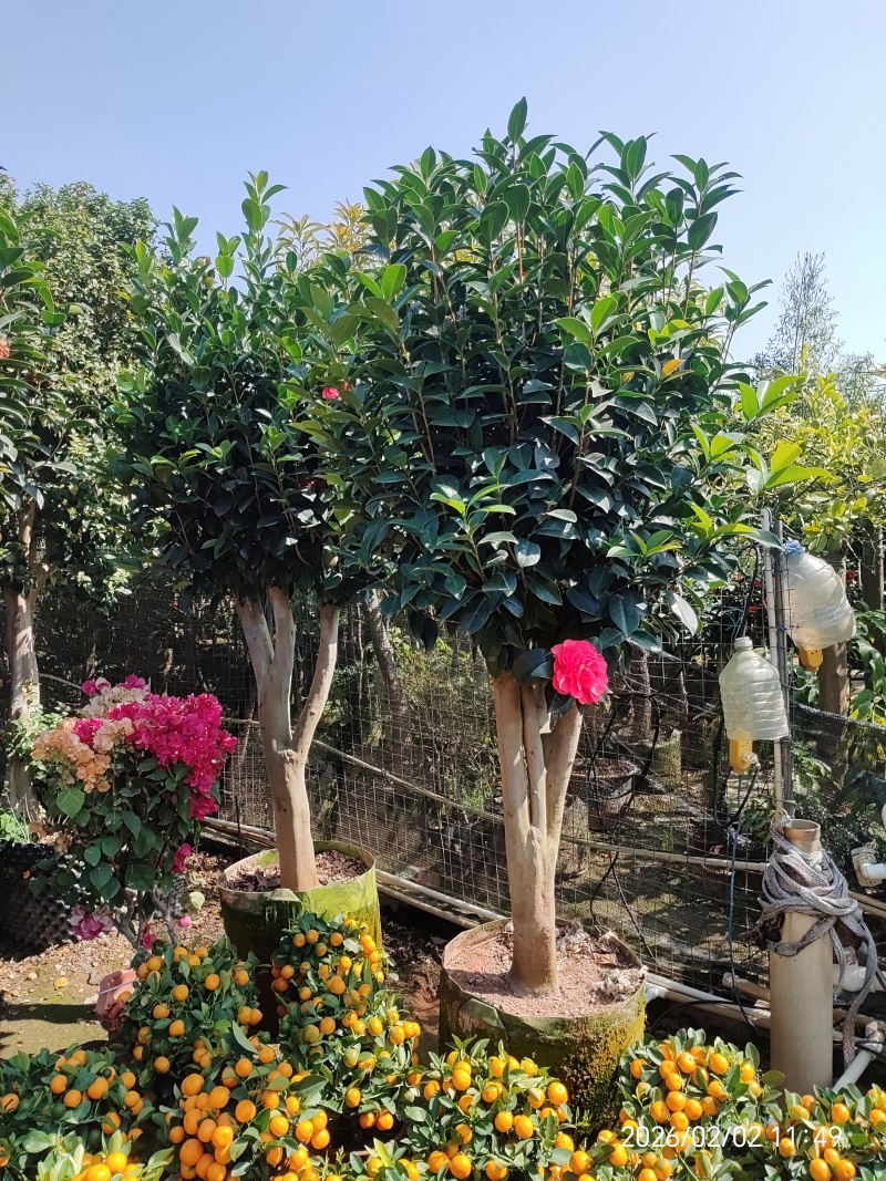 四季茶花