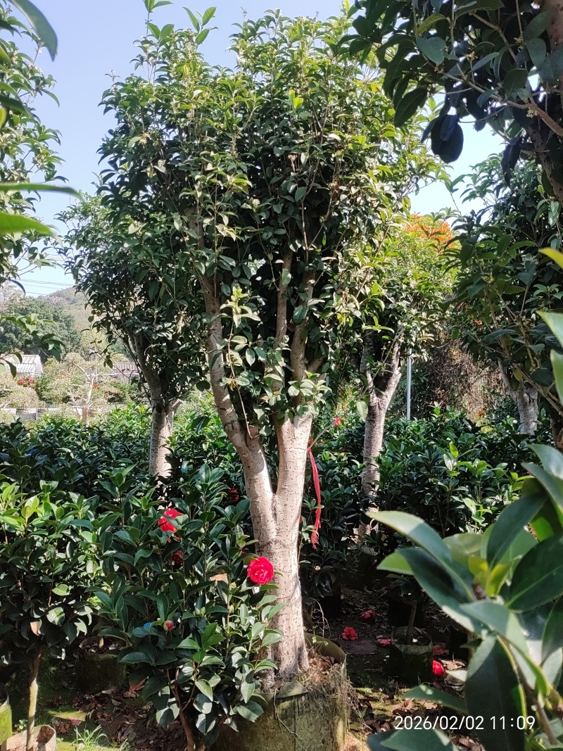 四季茶花
