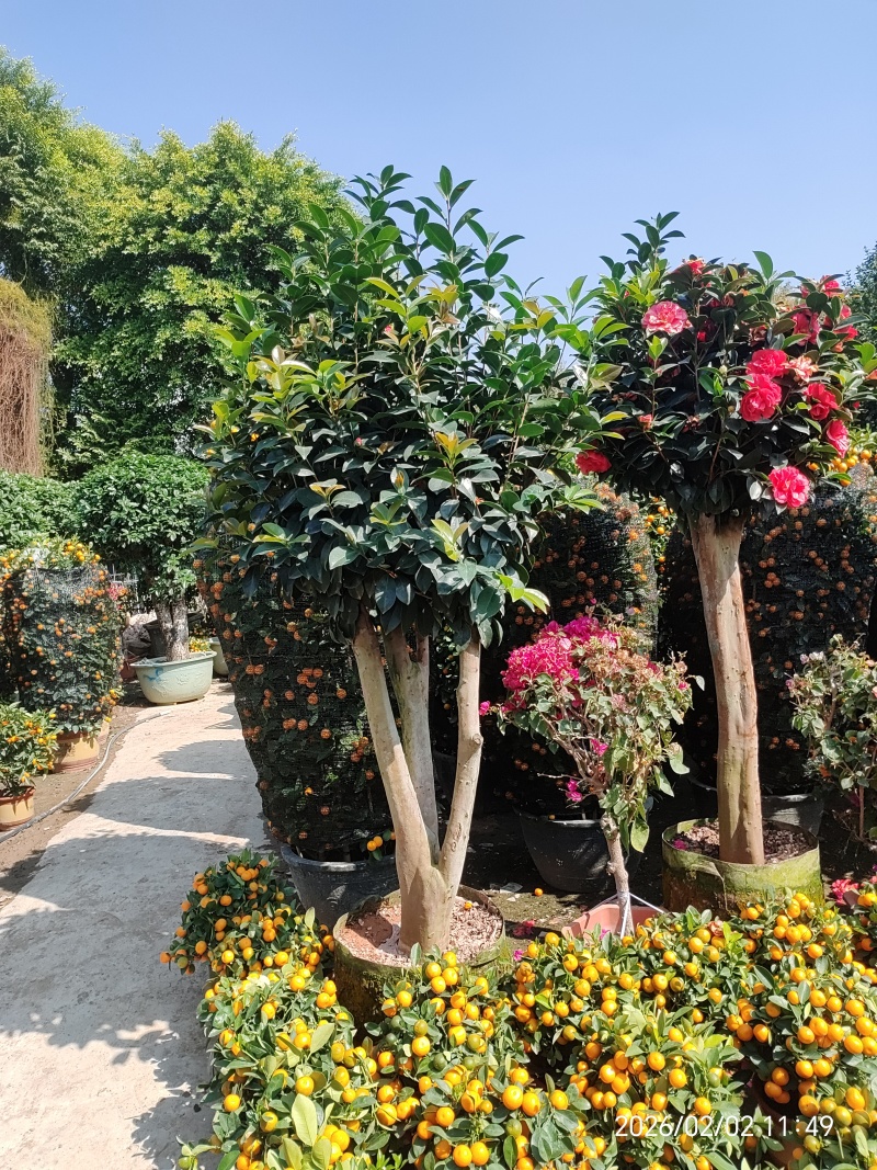 四季茶花