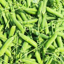 【热卖】长寿仁豌豆产地直销量大质优价格优惠欢迎采购
