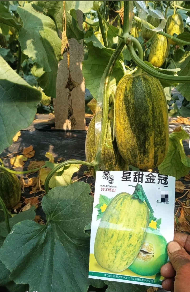 黄皮甜瓜刚甜520嫁接苗冰糖王星甜金冠糖度高耐裂