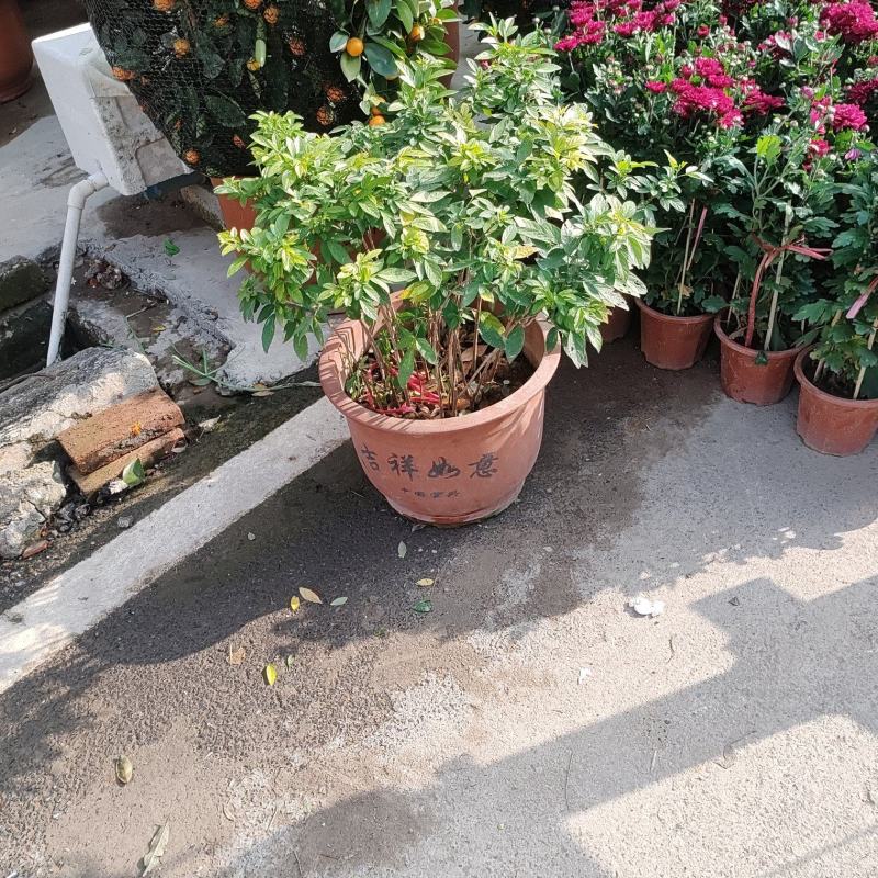 仙草