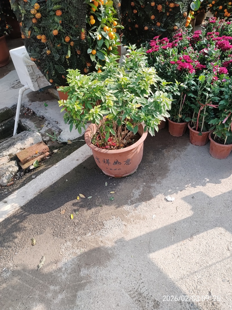 仙草