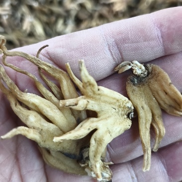 手掌参天然晒干质量保证足干大量现货承接大小订单产