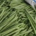 四季豆大量有货基地直供品质优可视频看货欢迎咨询来电