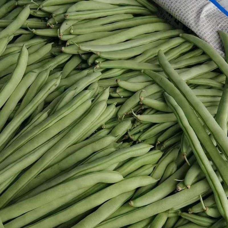 四季豆大量有货基地直供品质优可视频看货欢迎咨询来电