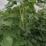 四季豆大量有货基地直供品质优可视频看货欢迎咨询来电
