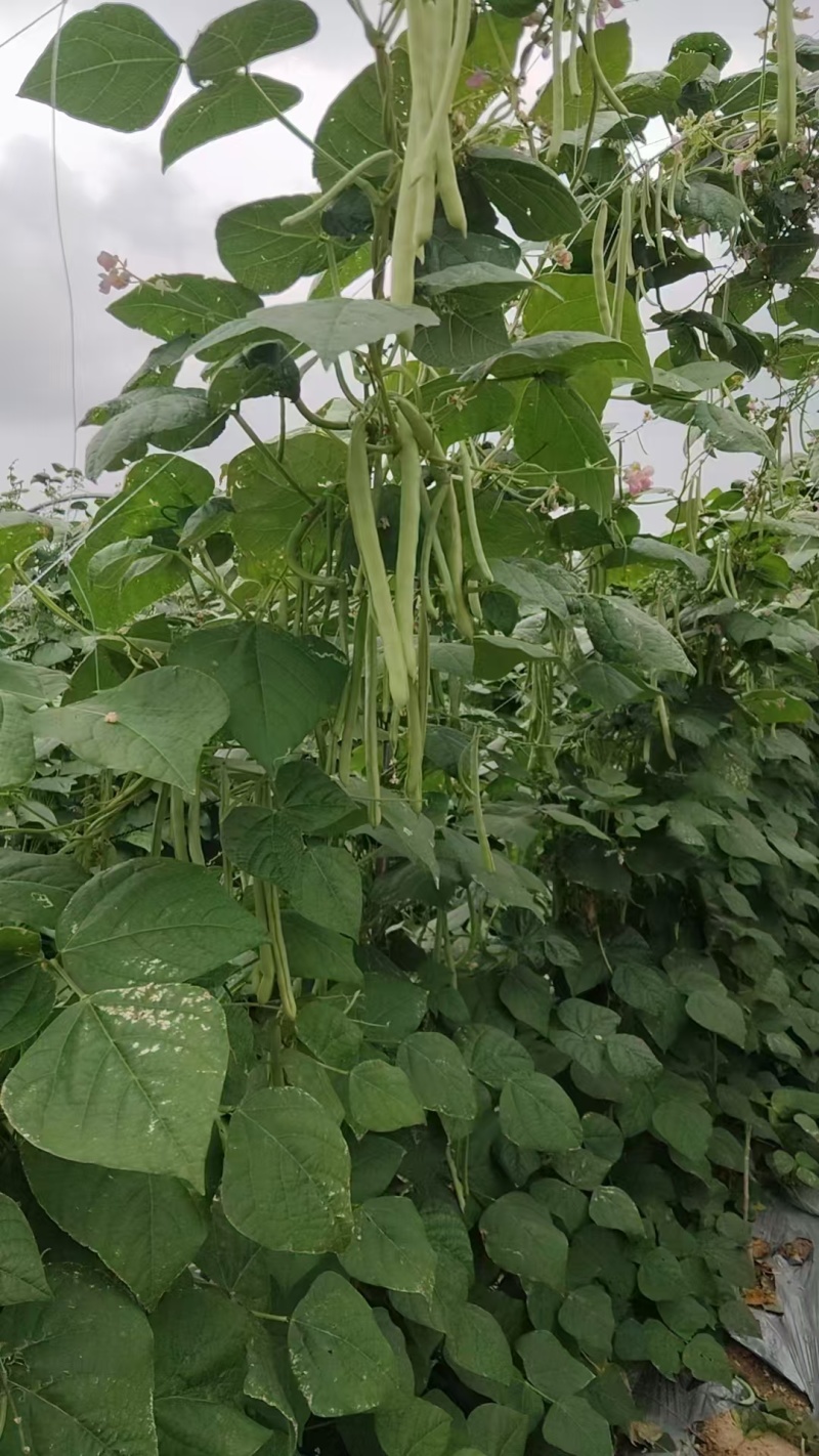 四季豆大量有货基地直供品质优可视频看货欢迎咨询来电