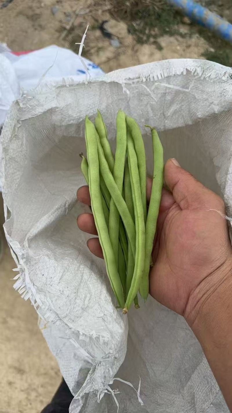 四季豆大量有货基地直供品质优可视频看货欢迎咨询来电