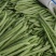 四季豆大量有货基地直供品质优可视频看货欢迎咨询来电