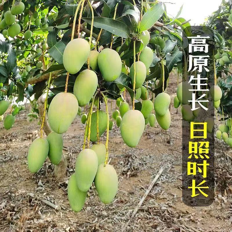 海南小台芒电商一件代发价格低品质好批发直播团购