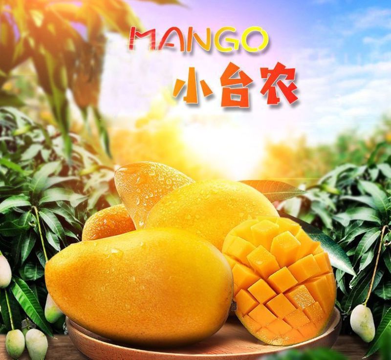 海南小台芒电商一件代发价格低品质好批发直播团购