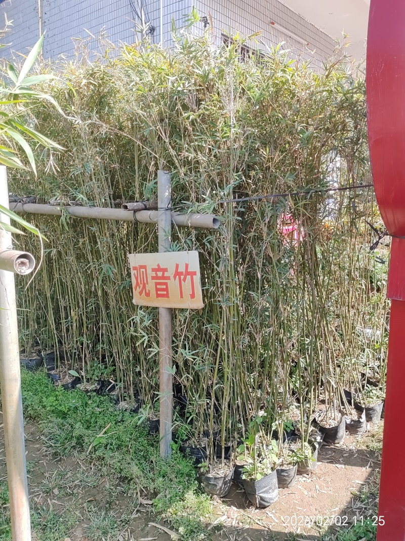 竹子