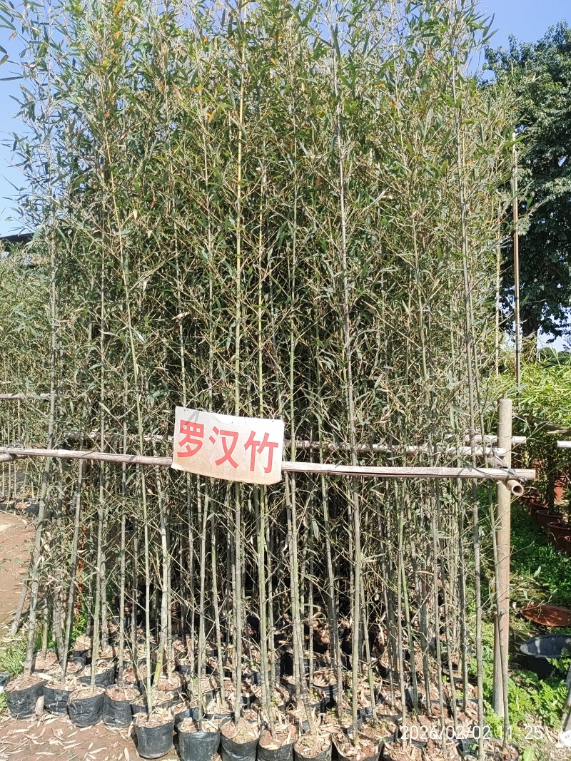 竹子