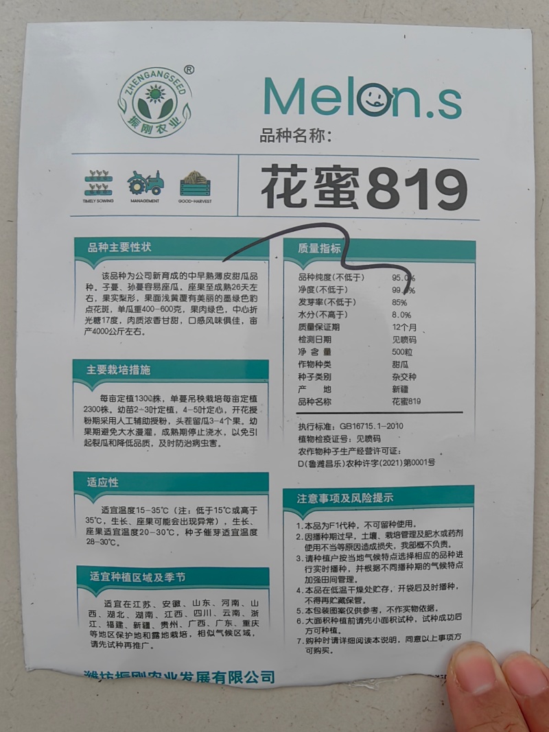 花蜜819甜瓜苗糖度高口感好产量高抗病强苗厂直发
