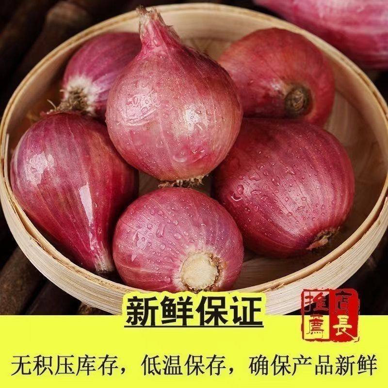 紫红皮洋葱现货五百吨