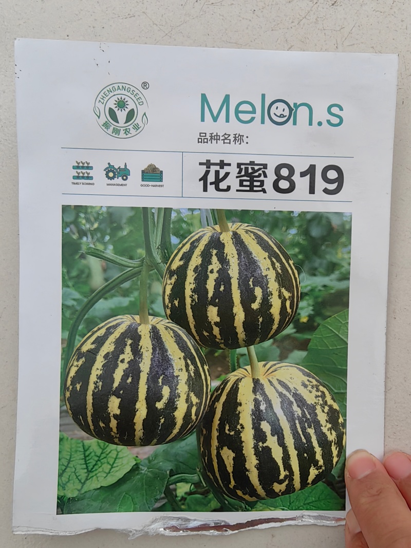 花蜜819甜瓜苗糖度高口感好产量高抗病强苗厂直发