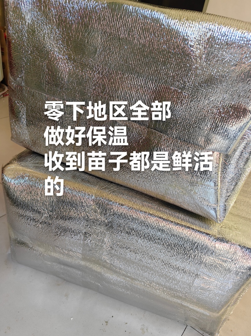 花蜜819甜瓜苗糖度高口感好产量高抗病强苗厂直发