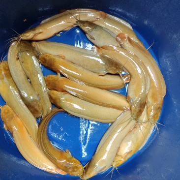 鱼