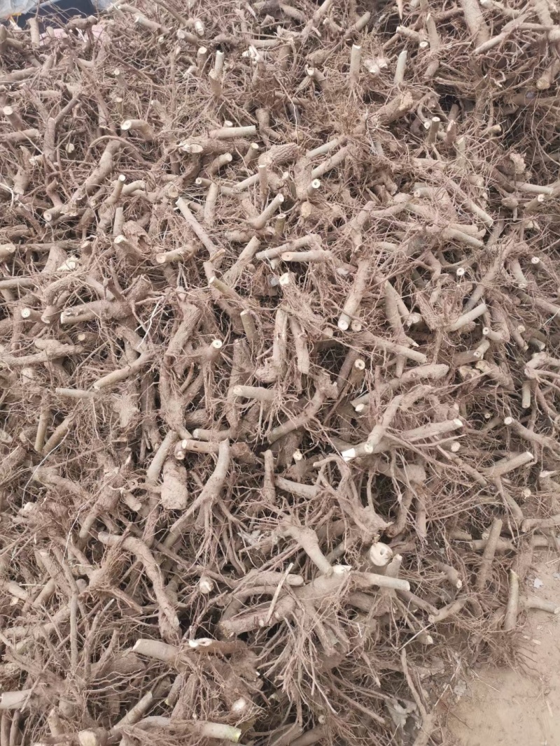 泡桐树根。紫花泡桐树根。四倍体泡桐树根。精品泡桐根。
