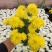 荷兰菊（黄、白）