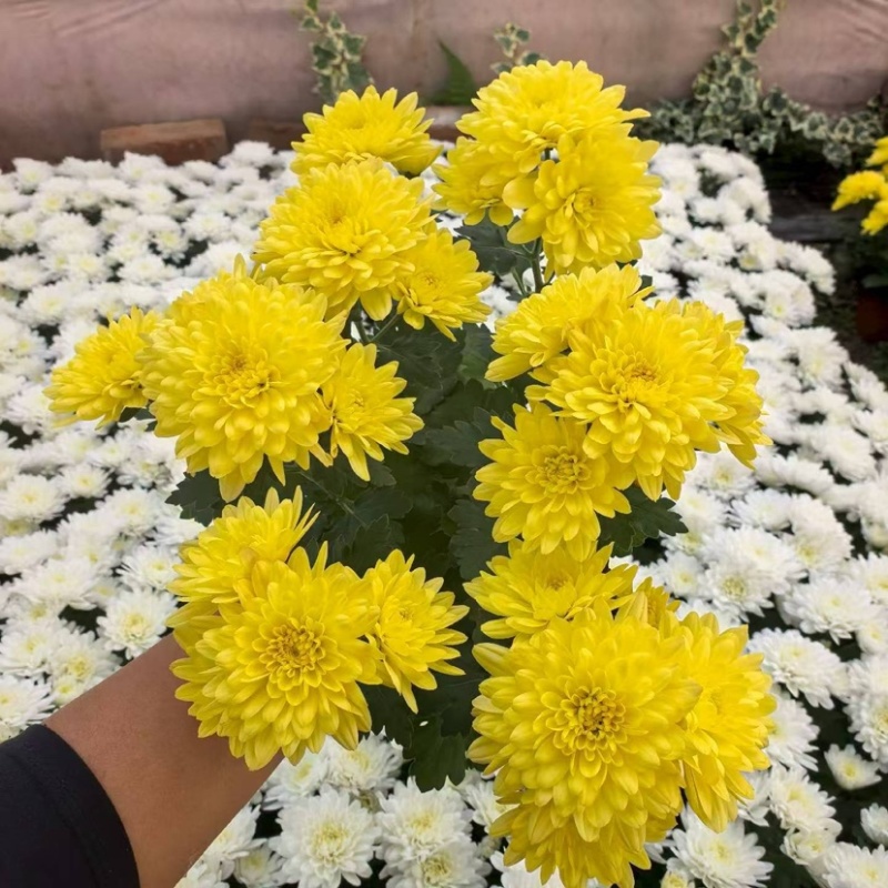 荷兰菊（黄、白）