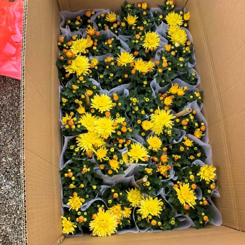 荷兰菊（黄、白）