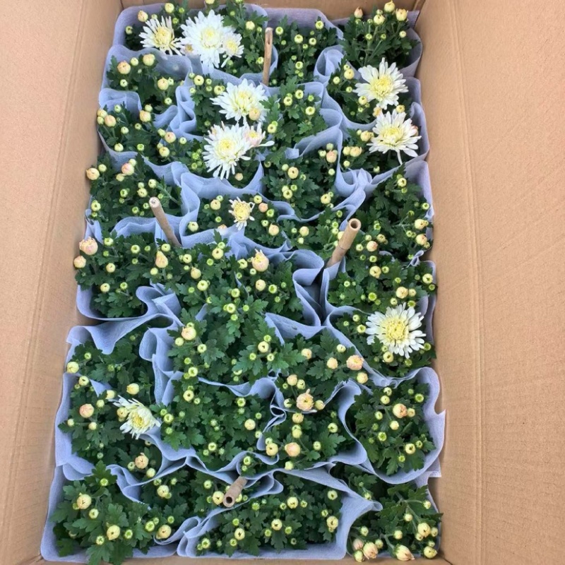 荷兰菊（黄、白）