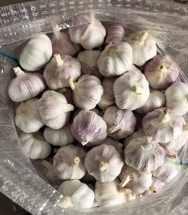【精】紫皮大蒜/山东大蒜（常年供应全国发货）量大从优