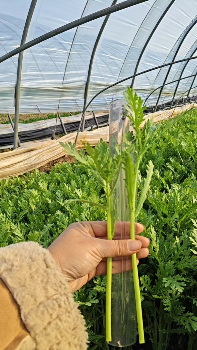 茼蒿精品茼蒿新鲜现采基地直供品质保障