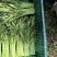 茼蒿精品茼蒿新鲜现采基地直供品质保障
