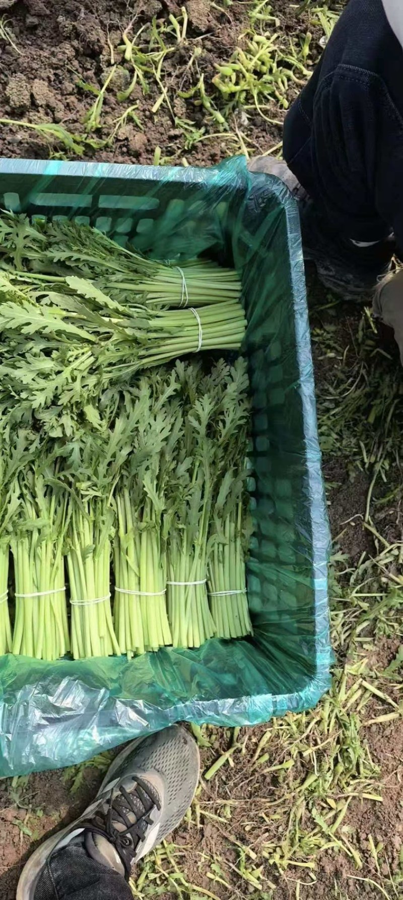 茼蒿精品茼蒿新鲜现采基地直供品质保障