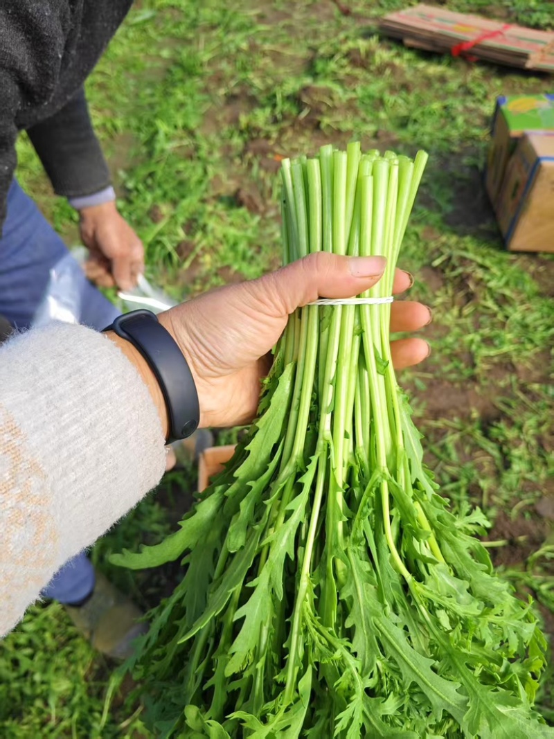 茼蒿精品茼蒿新鲜现采基地直供品质保障