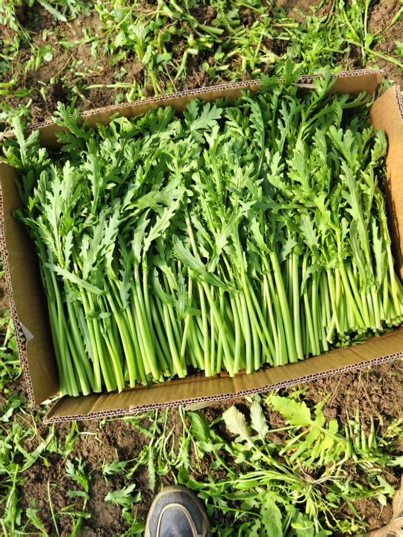 茼蒿精品茼蒿新鲜现采基地直供品质保障