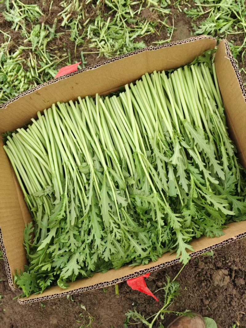 茼蒿精品茼蒿新鲜现采基地直供品质保障
